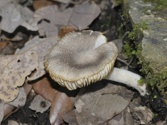 Tricholoma sp.  - gruppo dei terreum